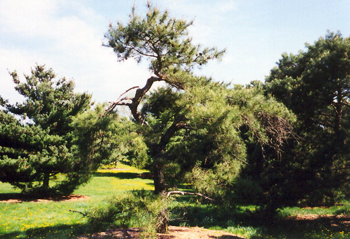 Japanese Red Pine (Pinus densiflora) at Oakland Nurseries Inc