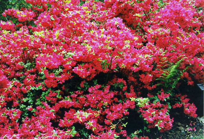 Hino Red Azalea (Rhododendron 'Hino Red') at Oakland Nurseries Inc