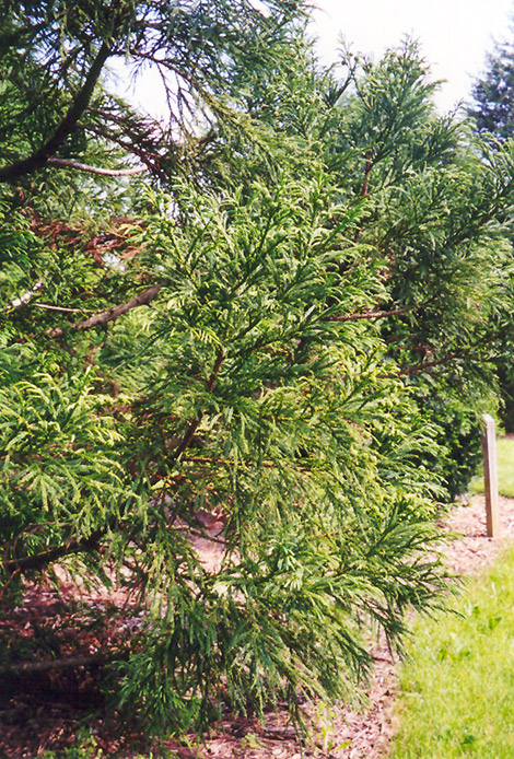Japanese Cedar (Cryptomeria japonica) at Oakland Nurseries Inc