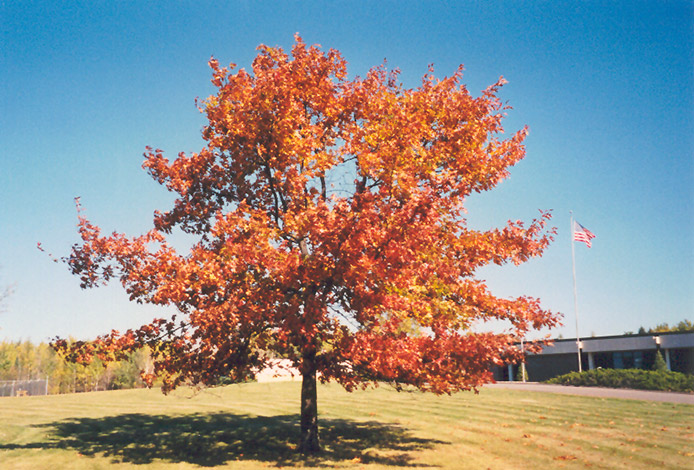 Red Oak (Quercus rubra) at Oakland Nurseries Inc