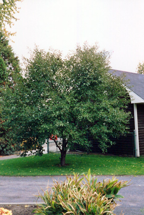 Montmorency Cherry (Prunus 'Montmorency') at Oakland Nurseries Inc