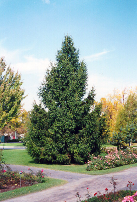 Norway Spruce (Picea abies) at Oakland Nurseries Inc