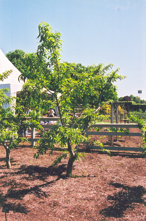 Cresthaven Peach (Prunus persica 'Cresthaven') at Oakland Nurseries Inc