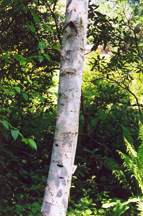 Whitespire Birch (Betula populifolia 'Whitespire') at Oakland Nurseries Inc