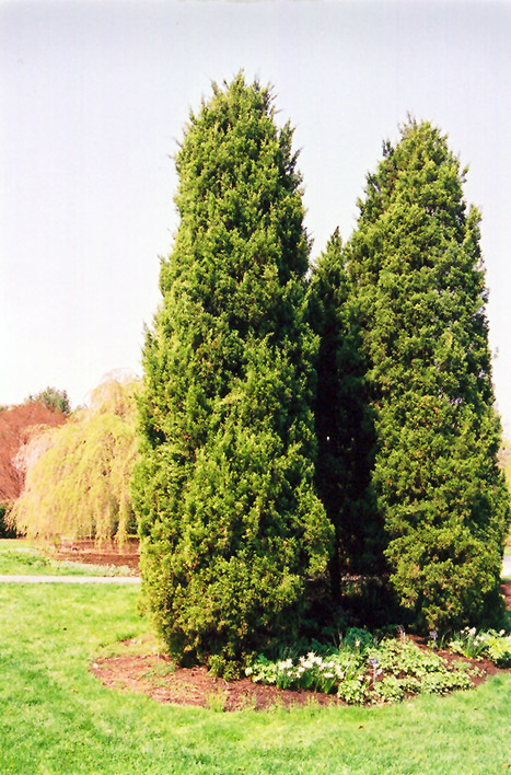 Eastern Redcedar (Juniperus virginiana) at Oakland Nurseries Inc