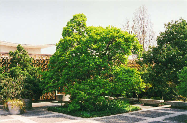 Magnolia (Magnolia x loebneri) at Oakland Nurseries Inc