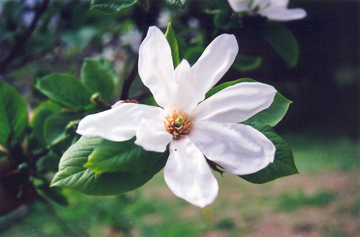 Kobus Magnolia (Magnolia kobus) at Oakland Nurseries Inc