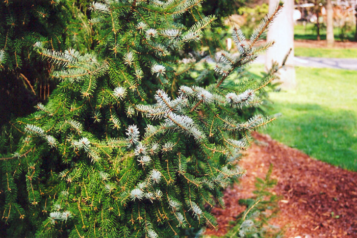 Serbian Spruce (Picea omorika) at Oakland Nurseries Inc
