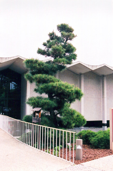 Japanese Black Pine (Pinus thunbergii) at Oakland Nurseries Inc