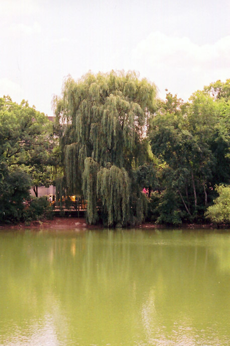 Wisconsin Weeping Willow (Salix x pendulina 'Wisconsin') at Oakland Nurseries Inc