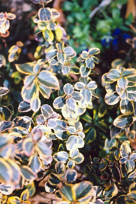 Canadale Gold Wintercreeper (Euonymus fortunei 'Canadale Gold') at Oakland Nurseries Inc