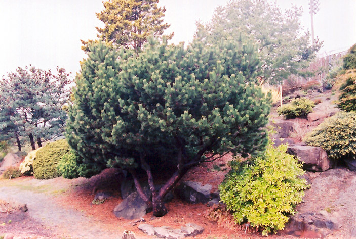 Dwarf Japanese Red Pine (Pinus densiflora 'Pygmaea') at Oakland Nurseries Inc