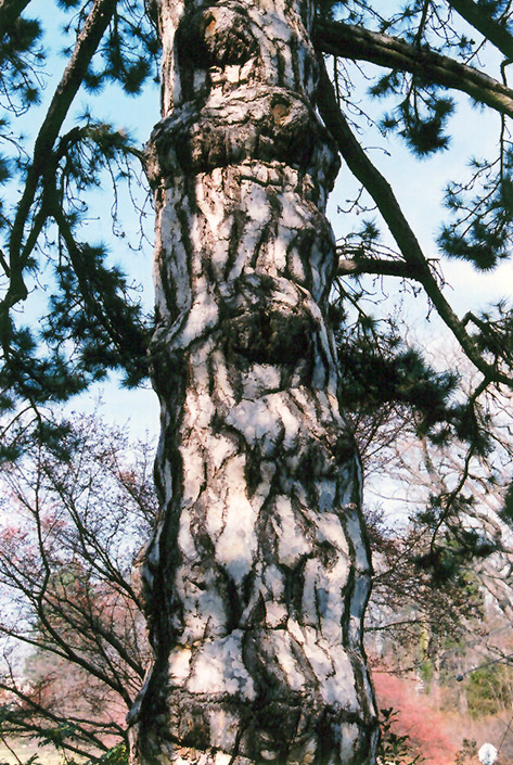 Austrian Pine (Pinus nigra) at Oakland Nurseries Inc