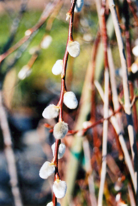 French Pussy Willow (Salix caprea) at Oakland Nurseries Inc