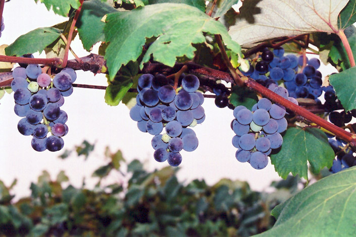Concord Grape (Vitis 'Concord') at Oakland Nurseries Inc