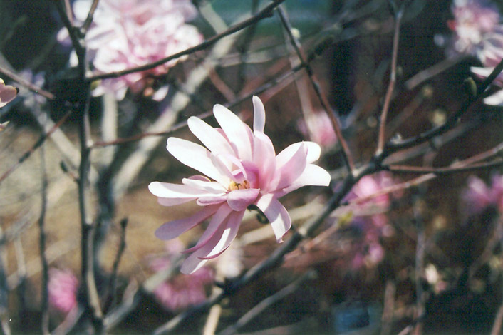 Pink Stardust Magnolia (Magnolia stellata 'Pink Stardust') at Oakland Nurseries Inc