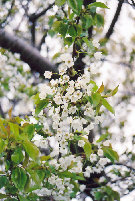 Sweet Cherry (Prunus avium) at Oakland Nurseries Inc
