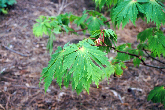 Fullmoon Maple (Acer japonicum) at Oakland Nurseries Inc