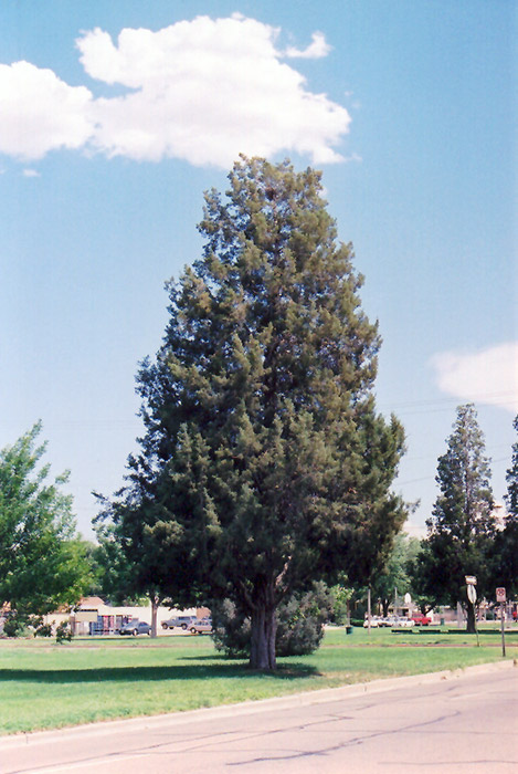 Rocky Mountain Juniper (Juniperus scopulorum) at Oakland Nurseries Inc