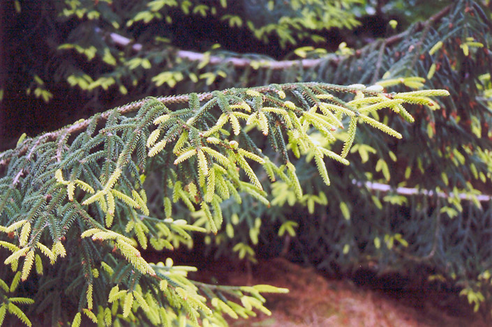 Golden Oriental Spruce (Picea orientalis 'Aurea') at Oakland Nurseries Inc