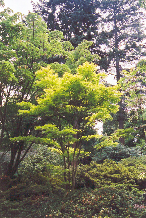 Golden Fullmoon Maple (Acer japonicum 'Aureum') at Oakland Nurseries Inc