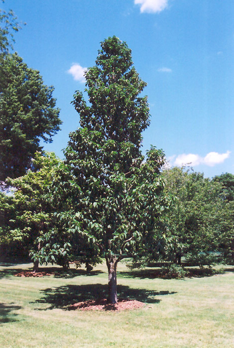 Cucumber Magnolia (Magnolia acuminata) at Oakland Nurseries Inc