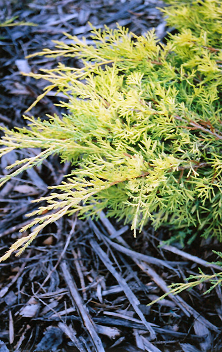 Gold Lace Juniper (Juniperus x media 'Gold Lace') at Oakland Nurseries Inc