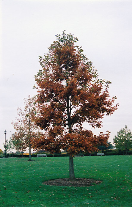 Swamp White Oak (Quercus bicolor) at Oakland Nurseries Inc