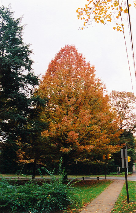 Shumard Oak (Quercus shumardii) at Oakland Nurseries Inc