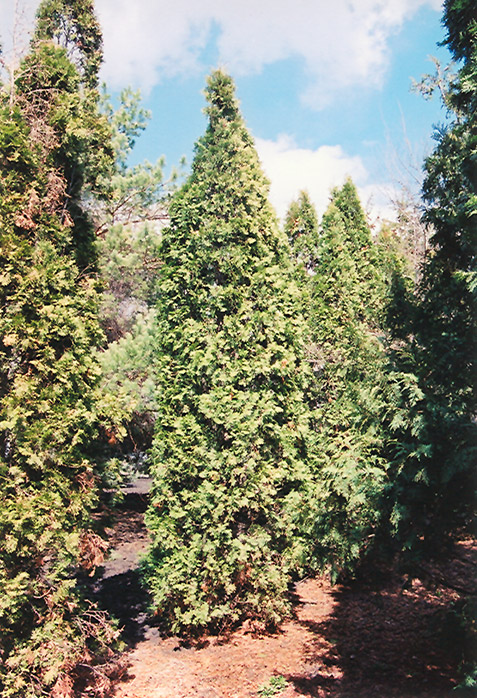 Pyramidal Arborvitae (Thuja occidentalis 'Fastigiata') at Oakland Nurseries Inc