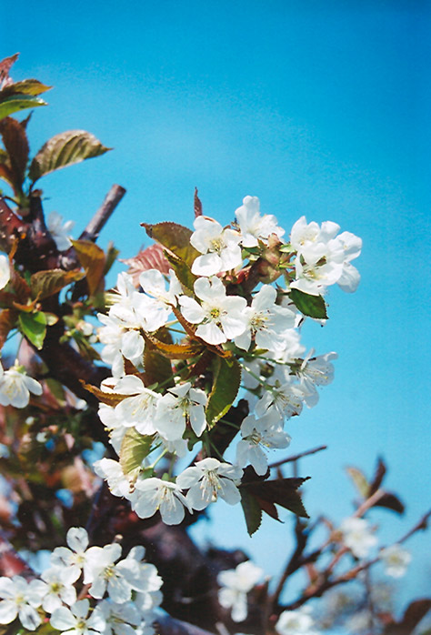 Bing Cherry (Prunus avium 'Bing') at Oakland Nurseries Inc