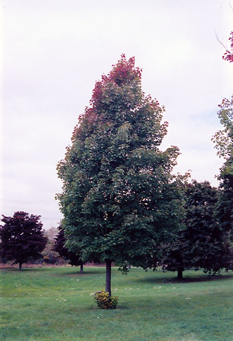 Bowhall Red Maple (Acer rubrum 'Bowhall') at Oakland Nurseries Inc