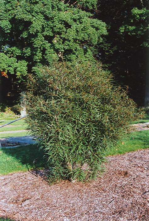 Cutleaf Glossy Buckthorn (Rhamnus frangula 'Asplenifolia') at Oakland Nurseries Inc