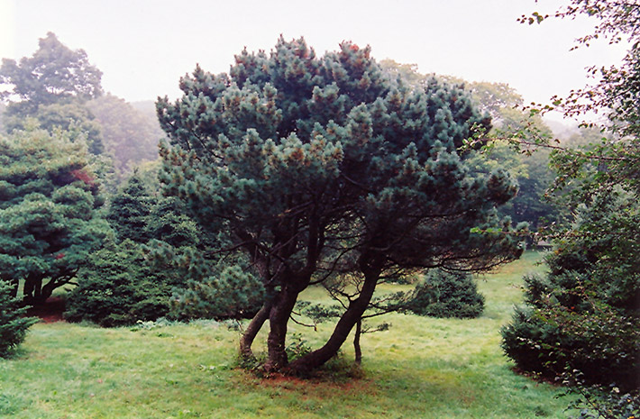 Dense Dwarf White Pine (Pinus strobus 'Brevifolia') at Oakland Nurseries Inc