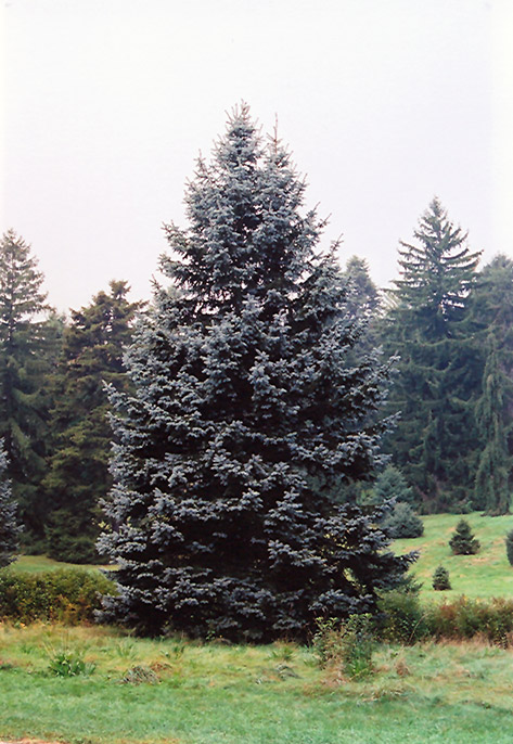 Hoopsii Blue Spruce (Picea pungens 'Hoopsii') at Oakland Nurseries Inc