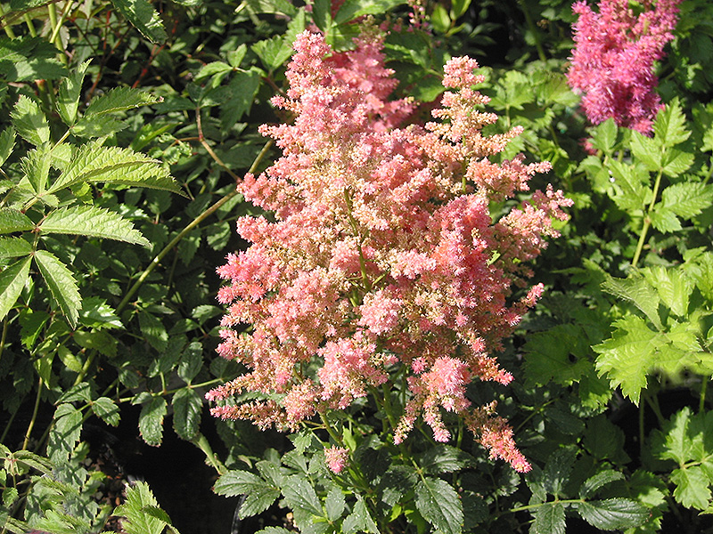 Country and Western Astilbe (Astilbe 'Country And Western') at Oakland Nurseries Inc
