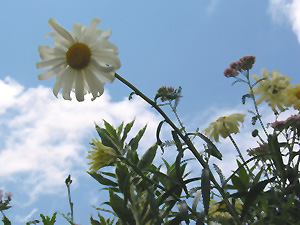 Sunshine Shasta Daisy (Leucanthemum x superbum 'Sonnenschein') at Oakland Nurseries Inc