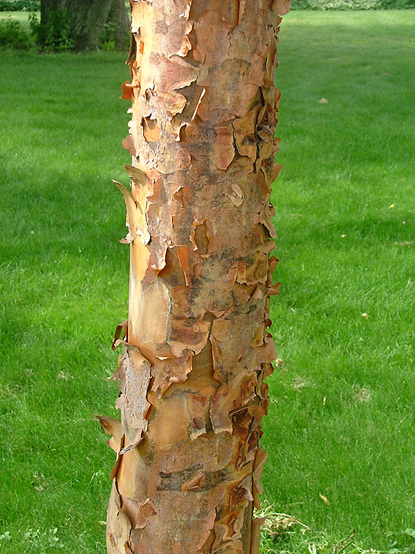 Gingerbread Paperbark Maple (Acer 'Gingerbread (clump)') at Oakland Nurseries Inc