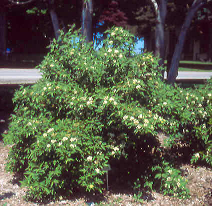 Mahoning Dogwood (Cornus racemosa 'Mahzam') at Oakland Nurseries Inc