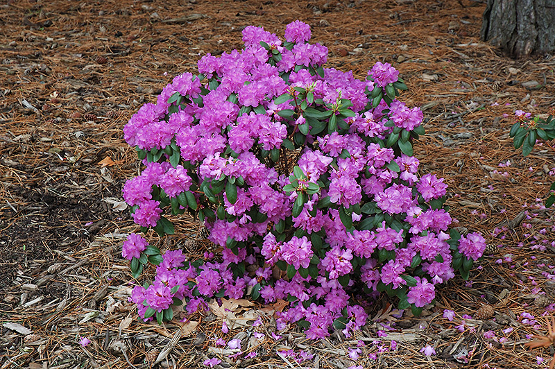Compact P.J.M. Rhododendron (Rhododendron 'P.J.M. Compact') at Oakland Nurseries Inc