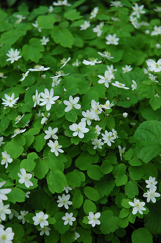 Rue Anemone (Anemonella thalictroides) at Oakland Nurseries Inc