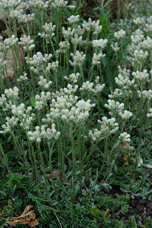 Pussytoes (Antennaria dioica) at Oakland Nurseries Inc