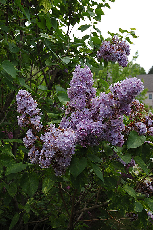 Dappled Dawn Lilac (syringa Vulgaris 'dappled Dawn') In Columbus Dublin 