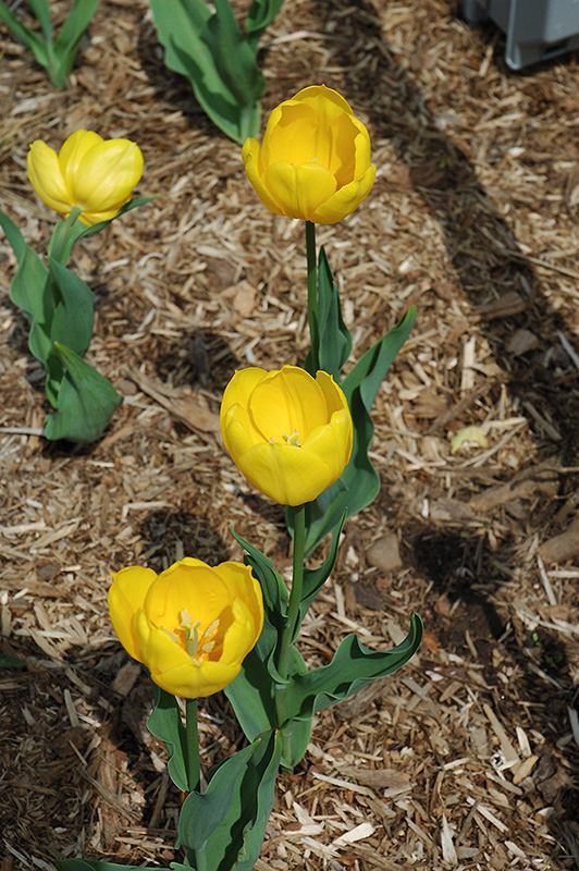 Bellona Tulip (Tulipa 'Bellona') at Oakland Nurseries Inc