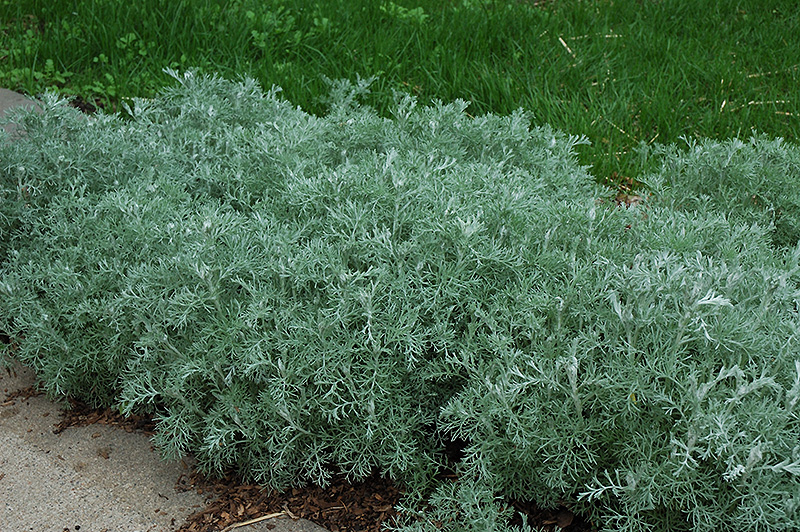 Silver Frost Artemesia (Artemisia ludoviciana 'Silver Frost') at Oakland Nurseries Inc