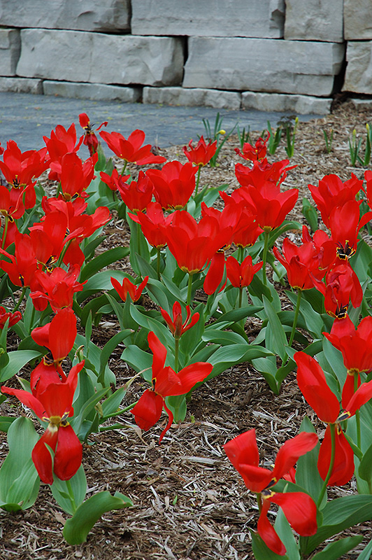 Red Emperor Tulip (Tulipa fosteriana 'Red Emperor') at Oakland Nurseries Inc