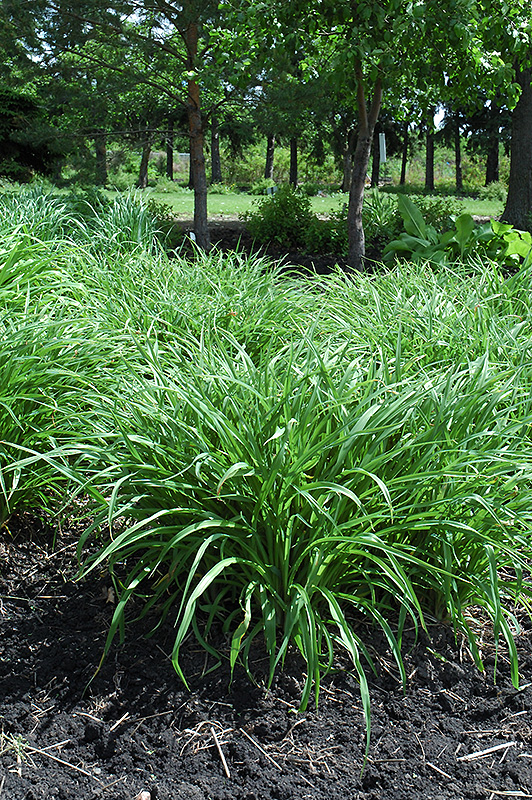 Moor Grass (Molinia caerulea) at Oakland Nurseries Inc