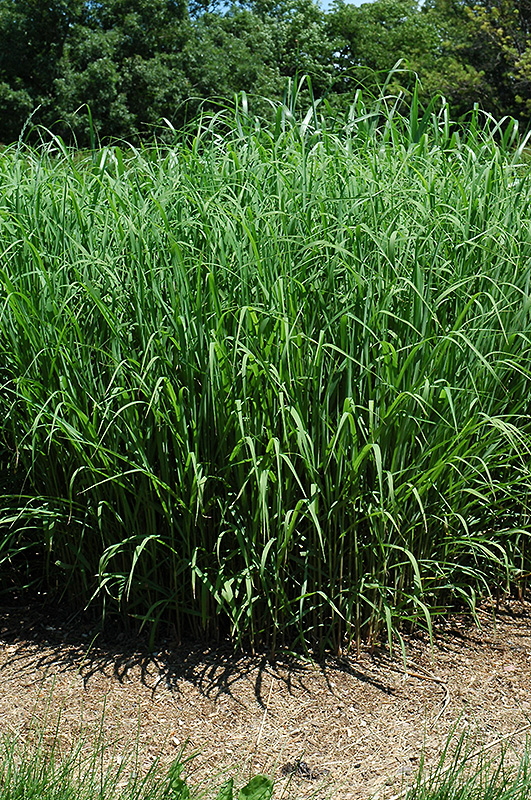 Silver Feather Maiden Grass (Miscanthus sinensis 'Silver Feather') at Oakland Nurseries Inc