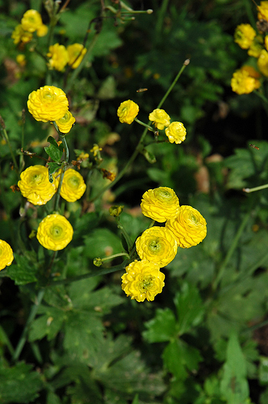 Yellow Bachelor's Button (Ranunculus acris 'Flore Plena') at Oakland Nurseries Inc
