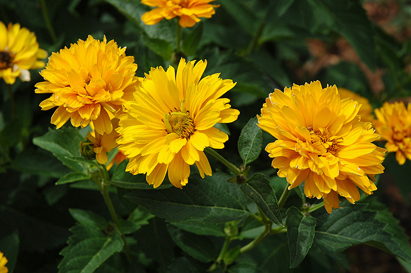 Summer Sun False Sunflower (Heliopsis helianthoides 'Summer Sun') at Oakland Nurseries Inc